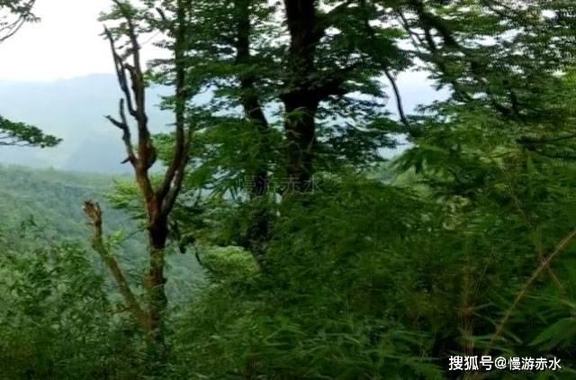 安阳“千万富婆”犯下雇凶杀人焚尸案,被捕后交代:他是我情夫